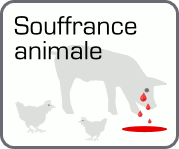 Souffrance animale